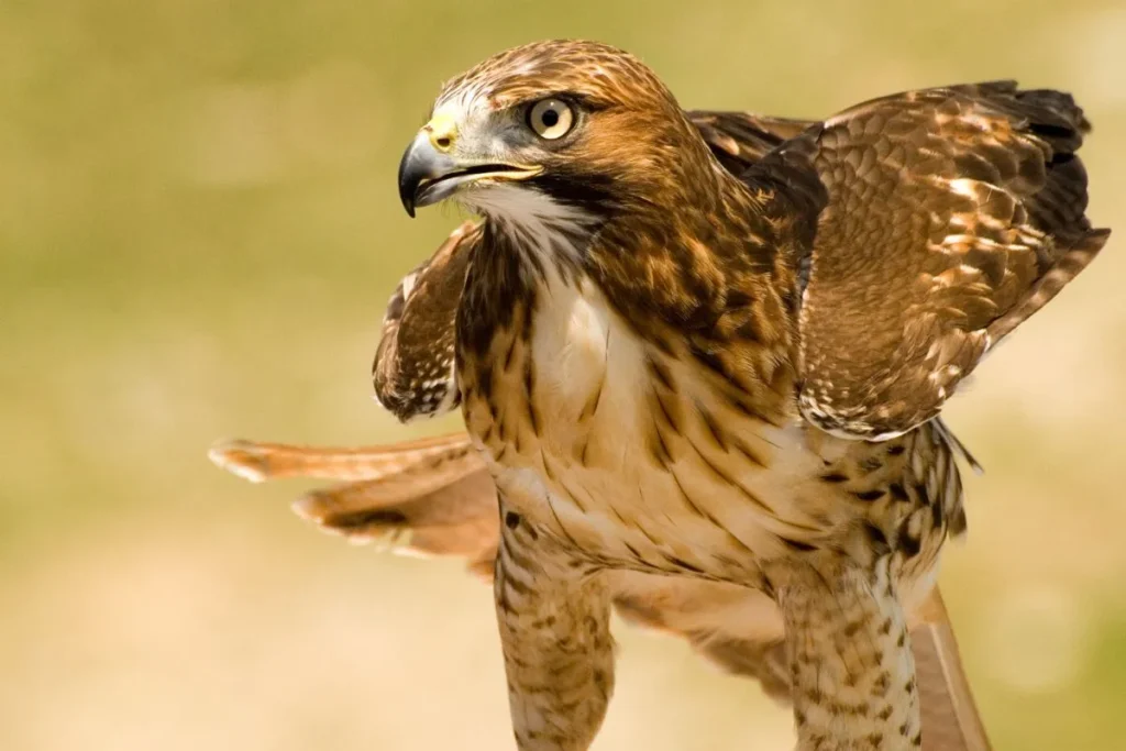 Red-Tailed Hawk: The Regal Hunter of the Skies