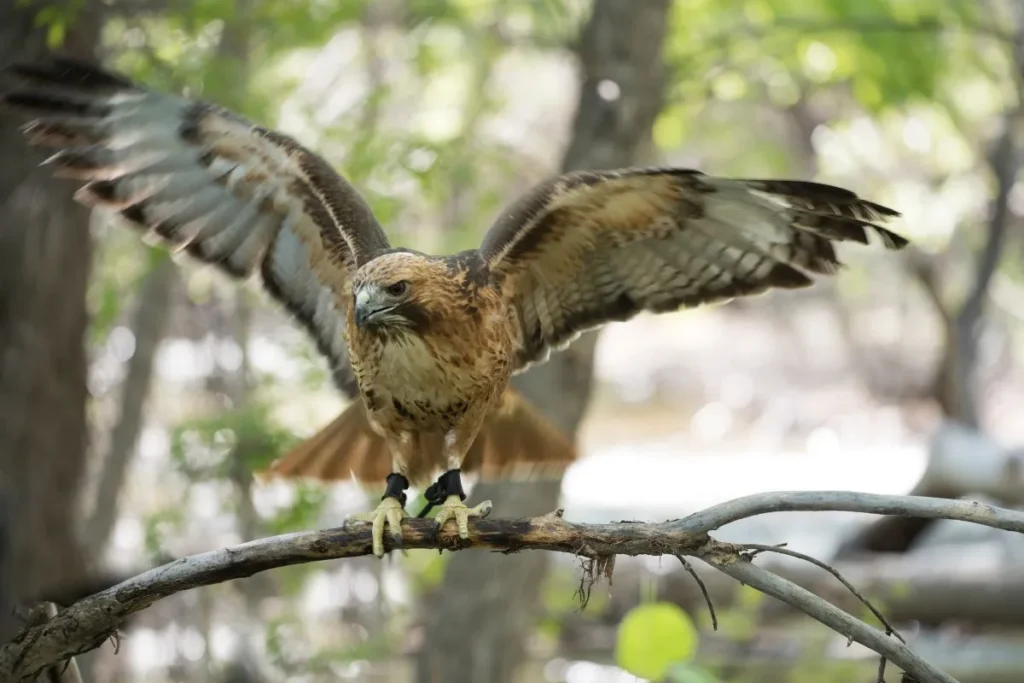 Redtailed Hawk: The Regal Hunter of the Skies