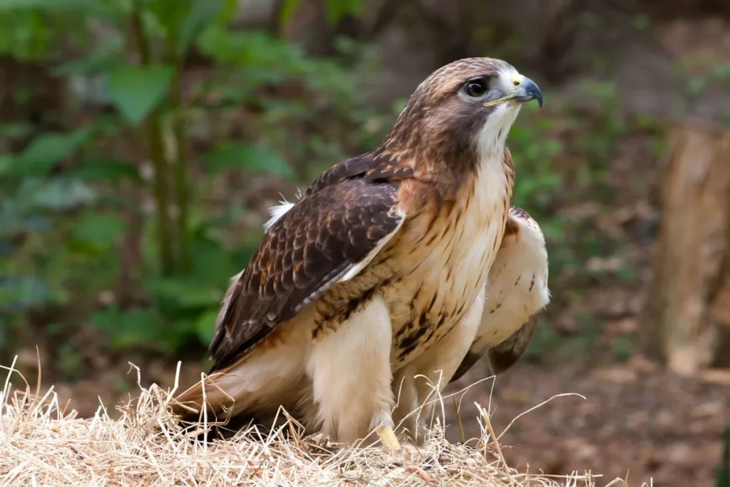 Redtailed Hawk: The Regal Hunter of the Skies