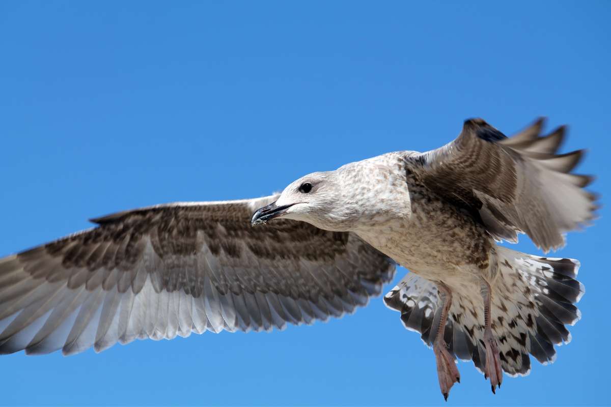 herring gull