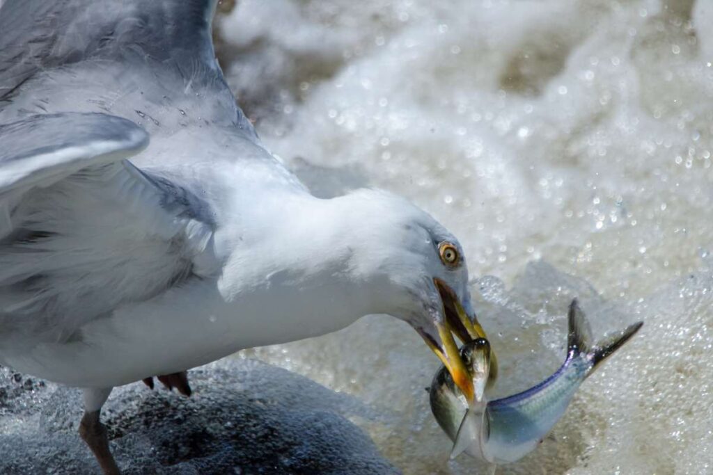 herring gull