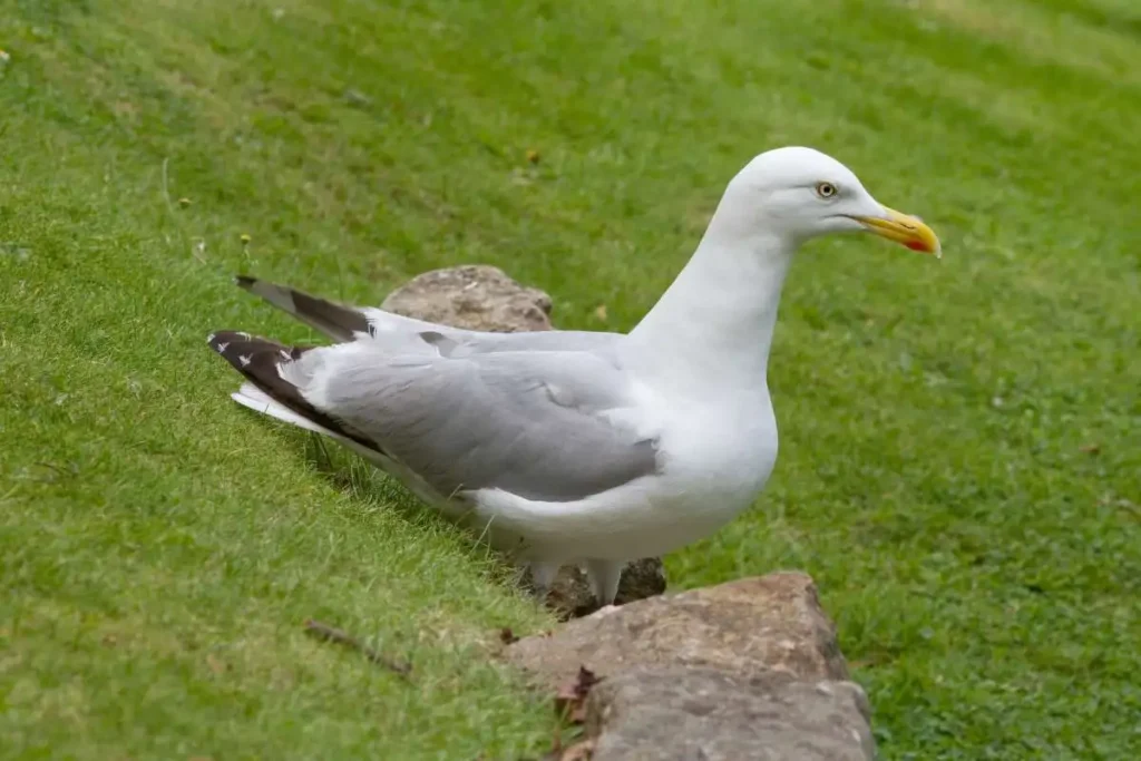 European herring gull