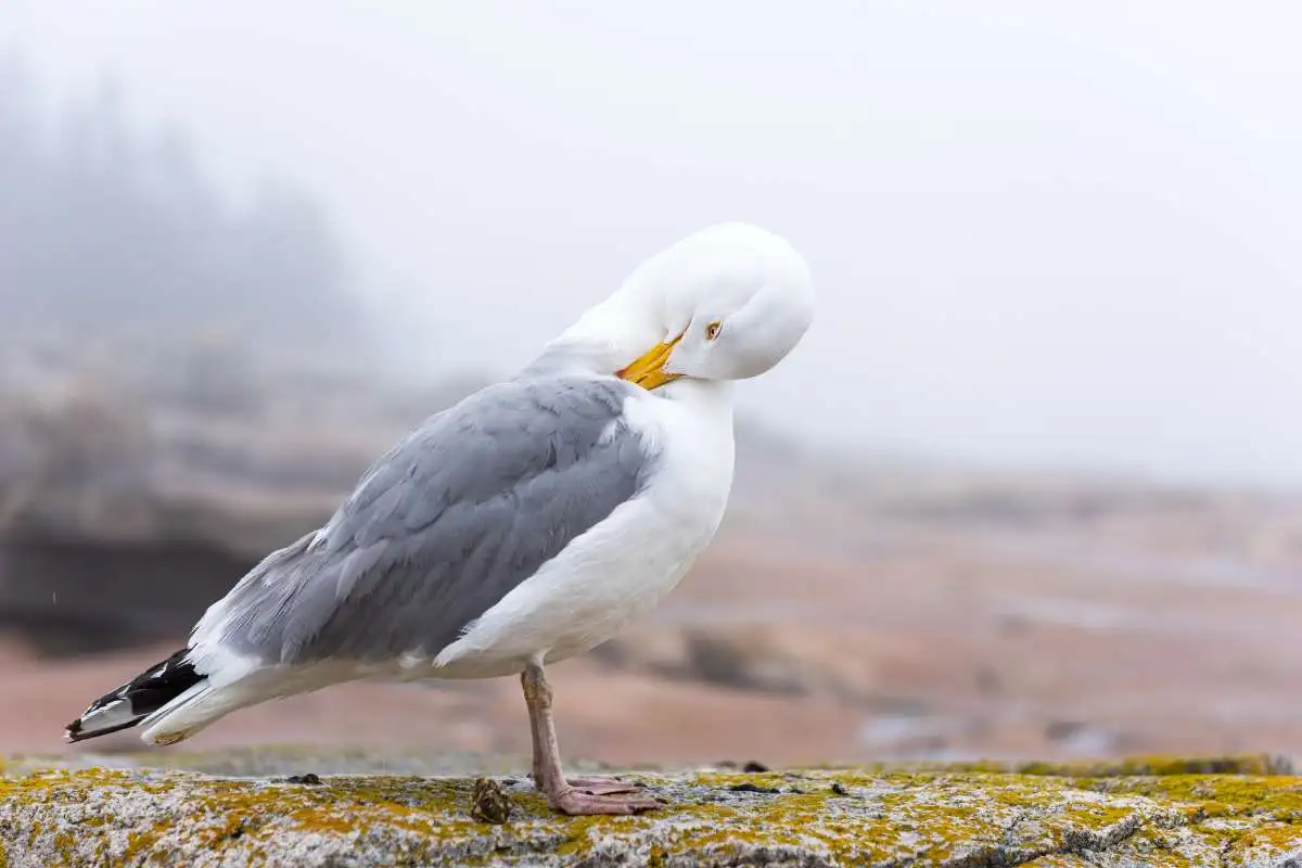 European herring gull