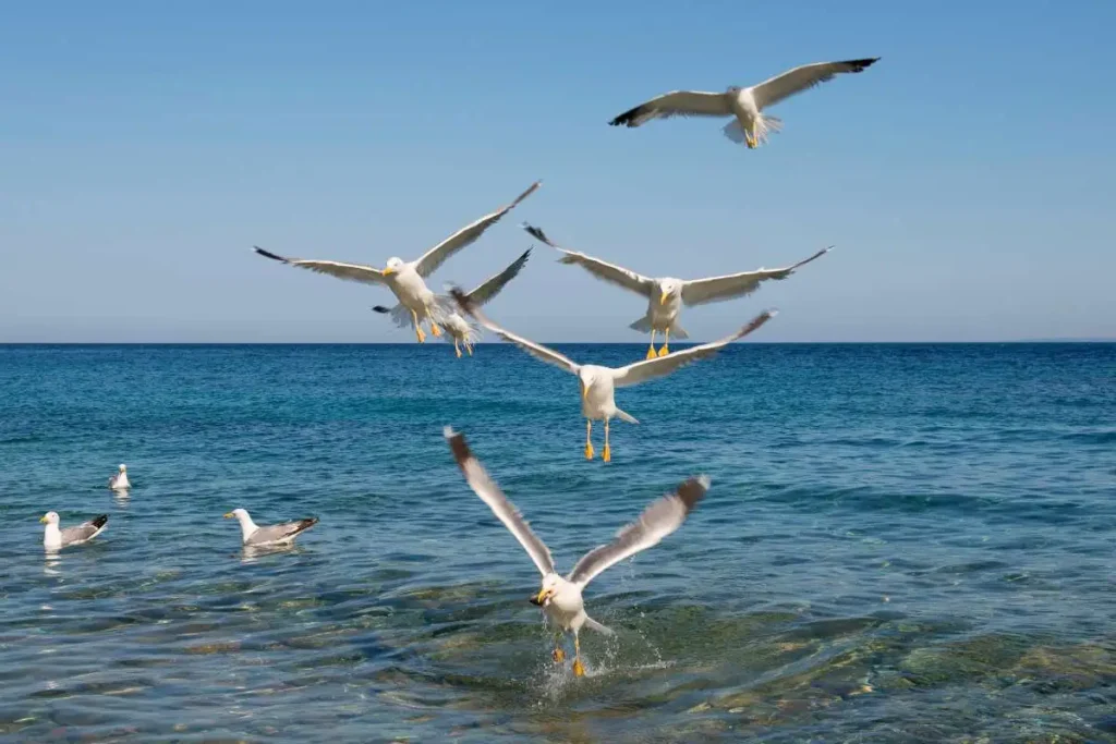 How are gulls related to other seabirds? Exploring the Different Types of Seabirds