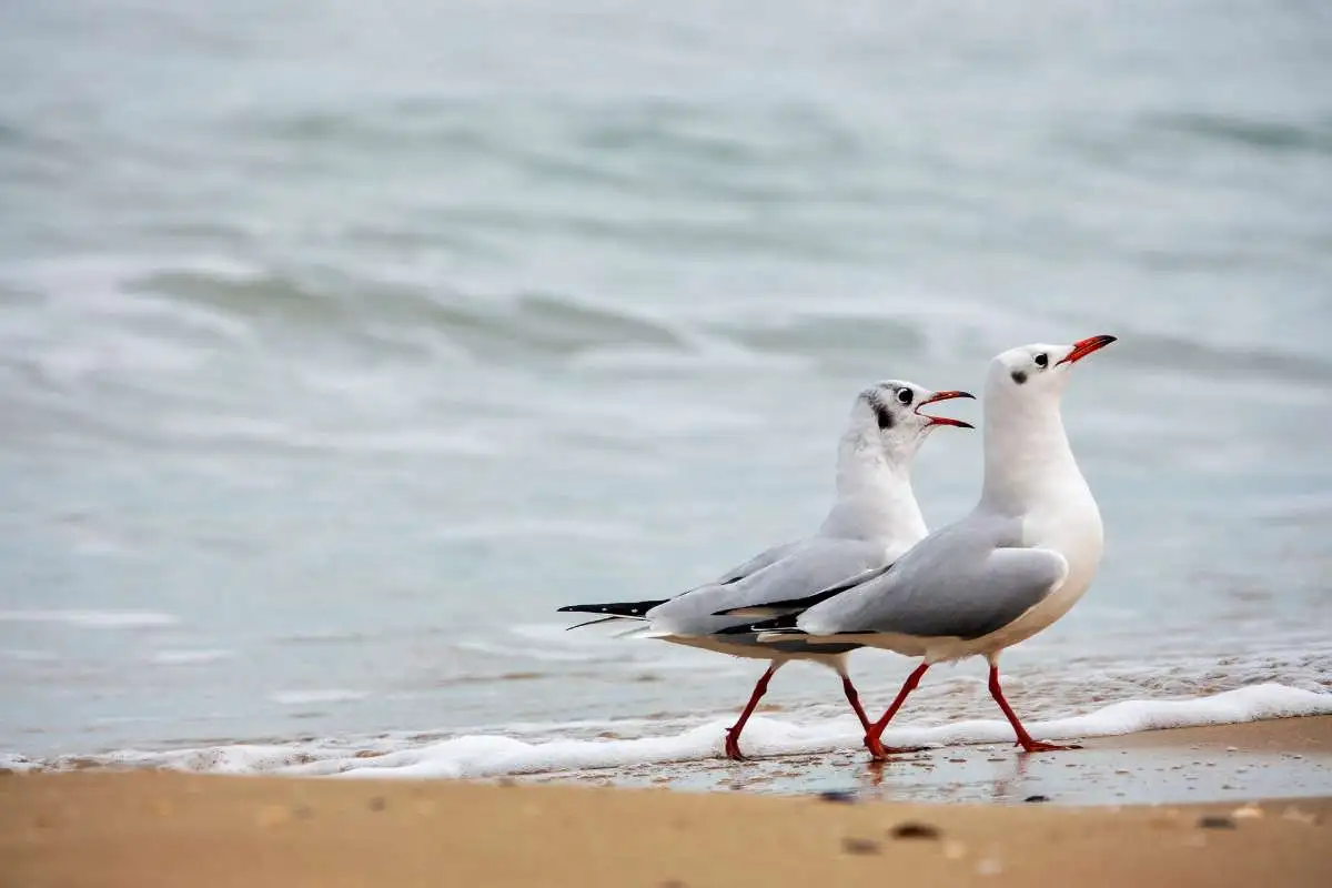 Types of Seagulls