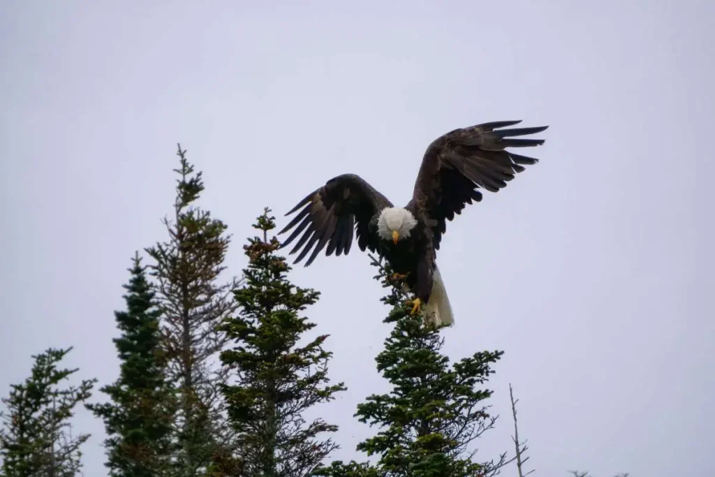 bald eagle wings 