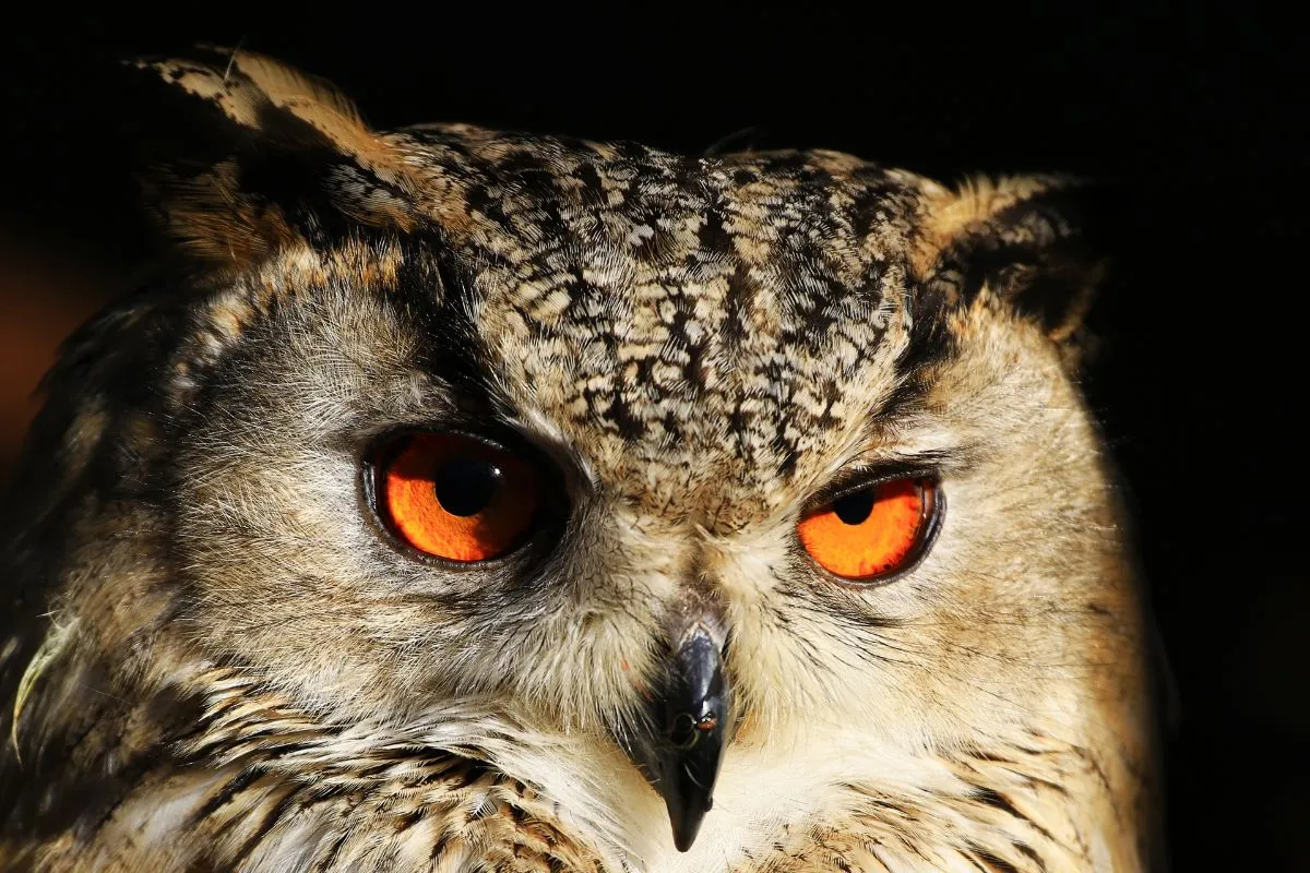 American Eagle Owl: The Hunter of the Night