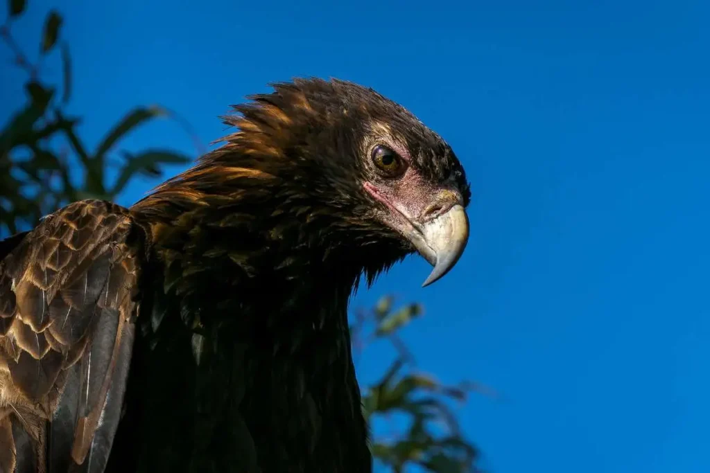 bald eagle head