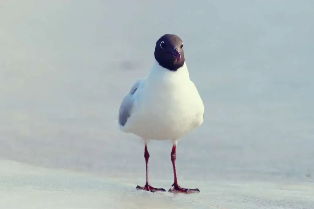 Blackheaded Gull: Key Facts and Identification Tips for Birdwatchers