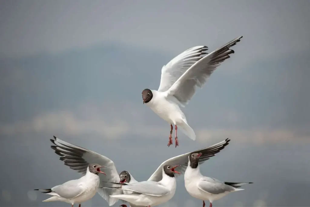 Blackheaded Gull: Key Facts and Identification Tips for Birdwatchers