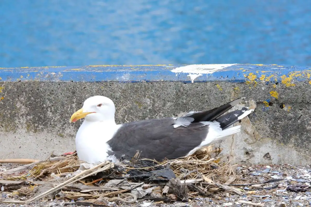 seaGulls nesting