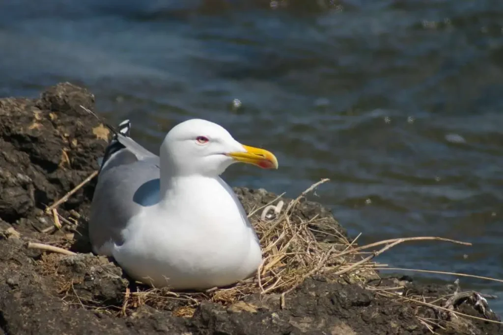  seaGulls nesting