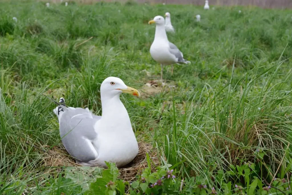 seaGulls nesting