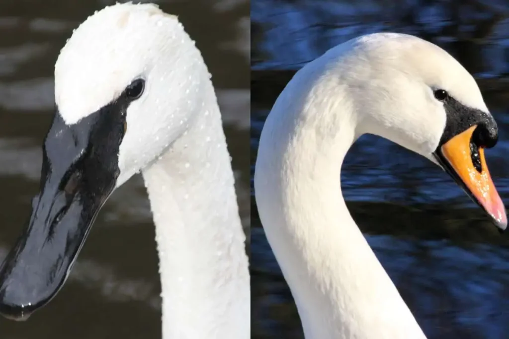 Trumpeter Swan vs. Mute Swan: A Comprehensive Comparison