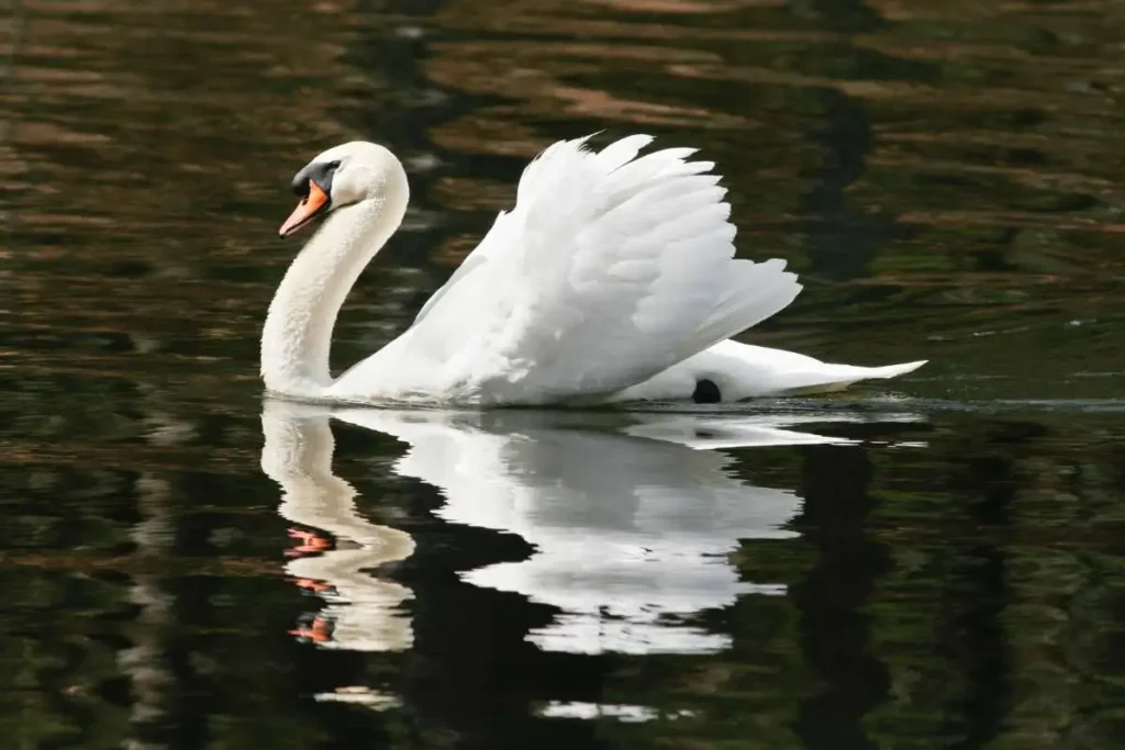 Trumpeter Swan vs. Mute Swan: A Comprehensive Comparison