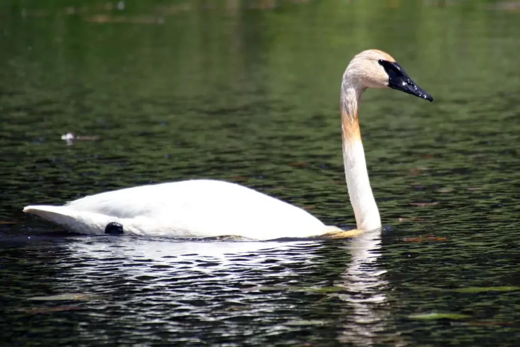 Trumpeter Swan vs. Mute Swan: A Comprehensive Comparison