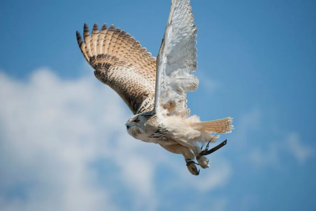 American Eagle Owl: The Hunter of the Night