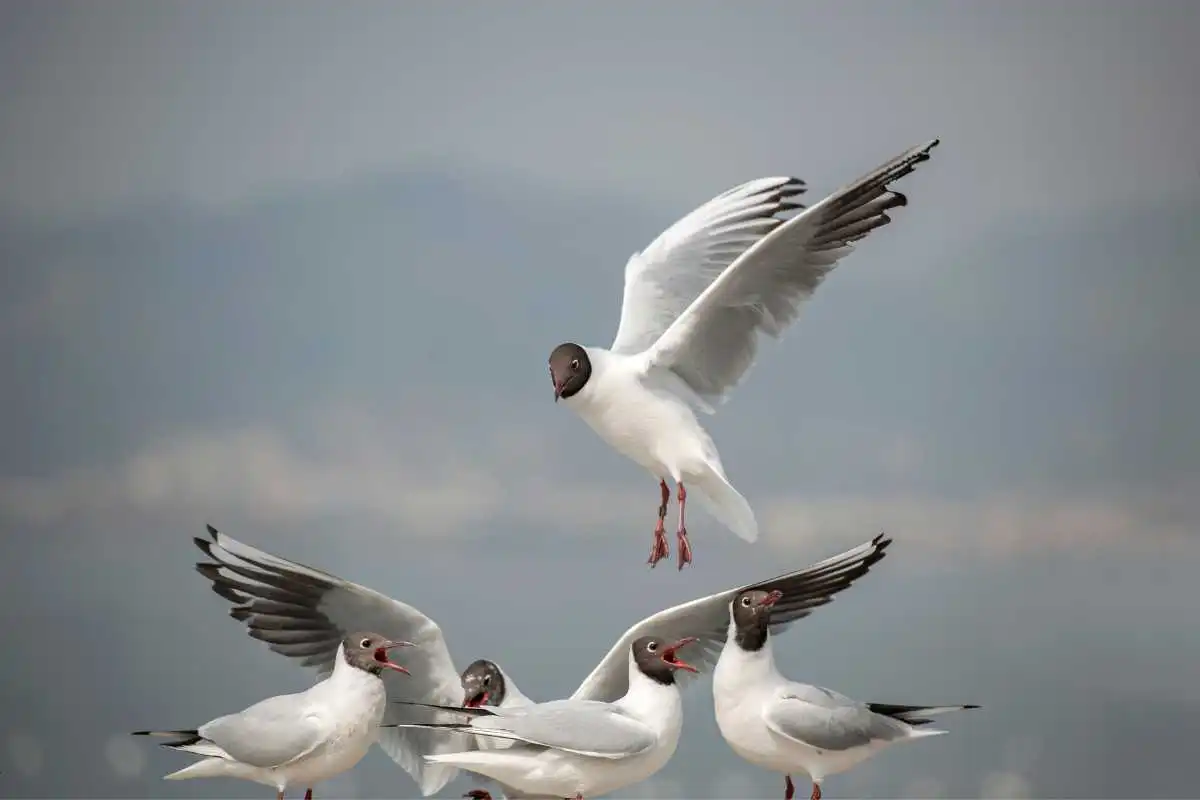 What Are Seabirds Related to Gulls? Exploring the Different Types of Seabirds