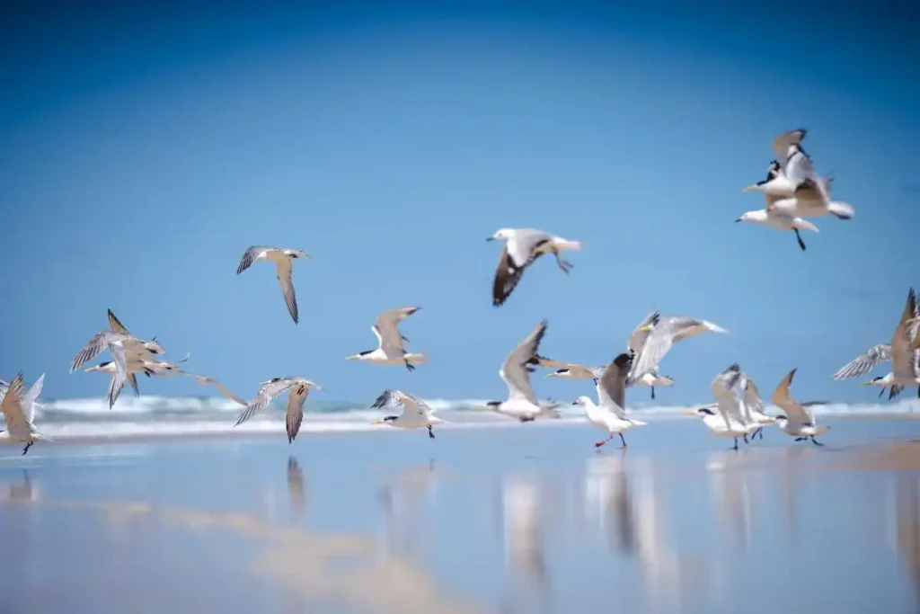 What Are Seabirds Related to Gulls? Exploring the Different Types of Seabirds