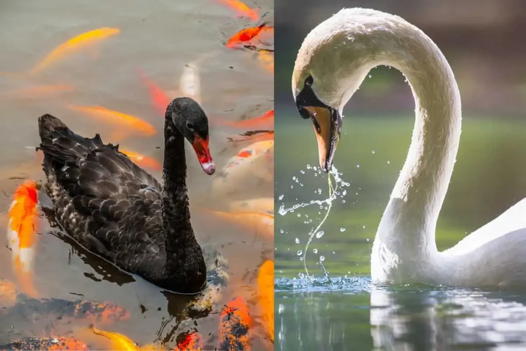 What Do Swans Eat? Surprising Foods in Their Diet