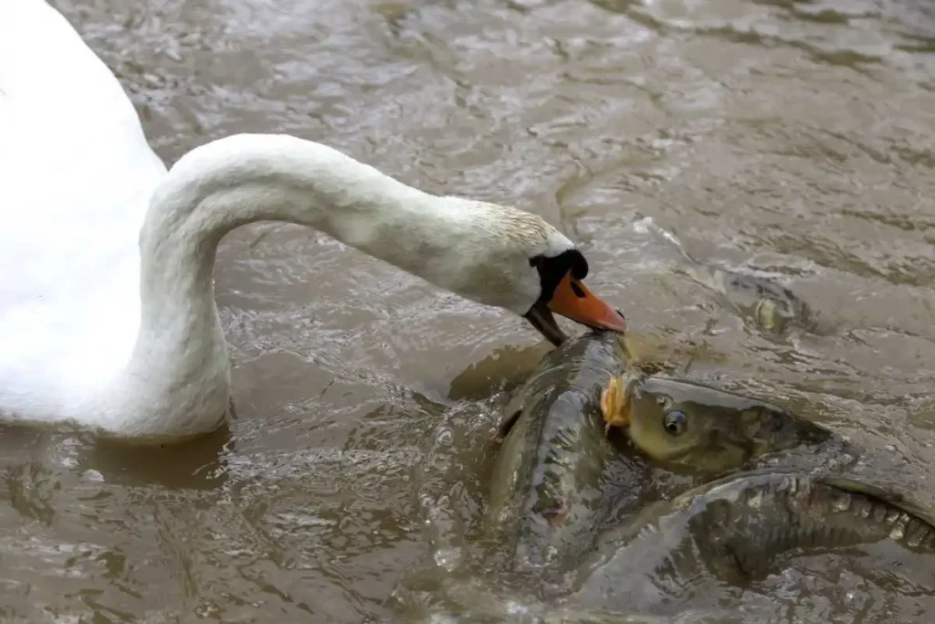 What Do Swans Eat? Surprising Foods in Their Diet