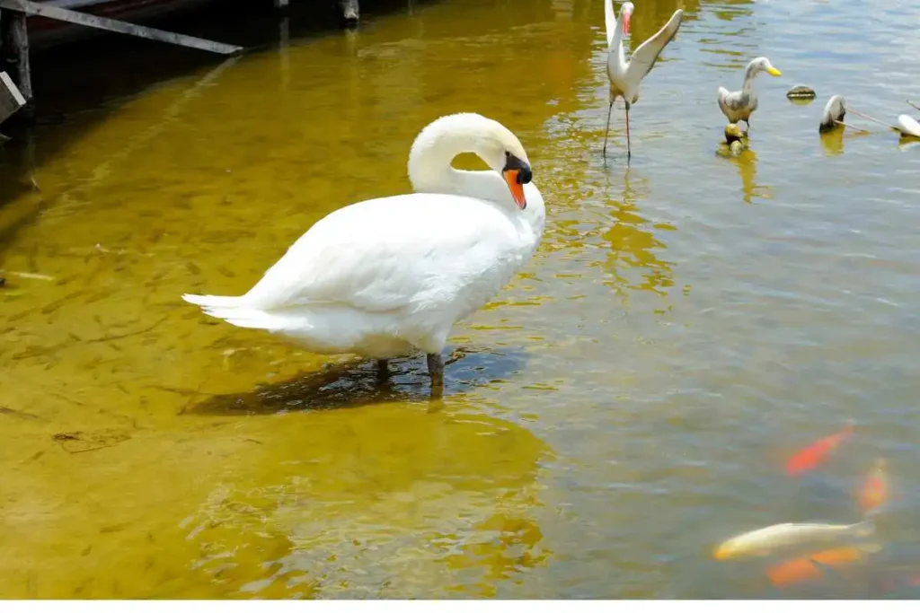 What Do Swans Eat? Surprising Foods in Their Diet