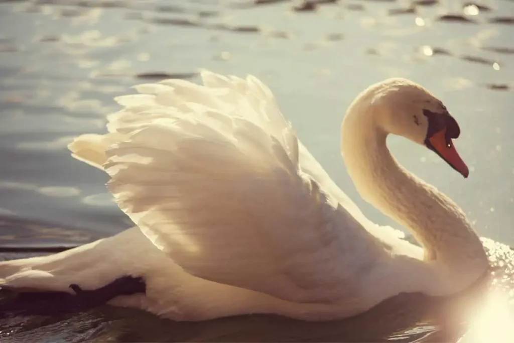 How Long Do Swans Live? Discover Swan Lifespan