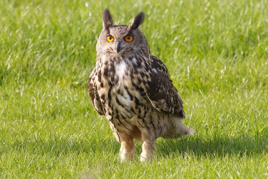 American Eagle Owl: The Hunter of the Night