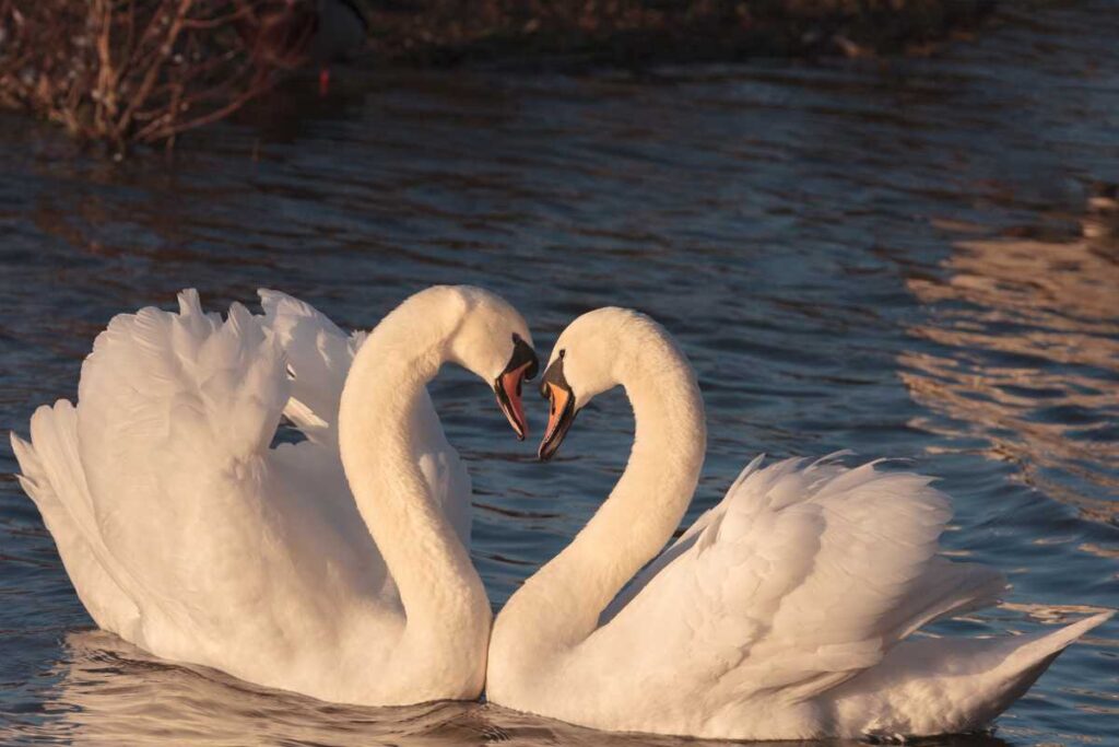 How Long Do Swans Live? Discover Swan Lifespan