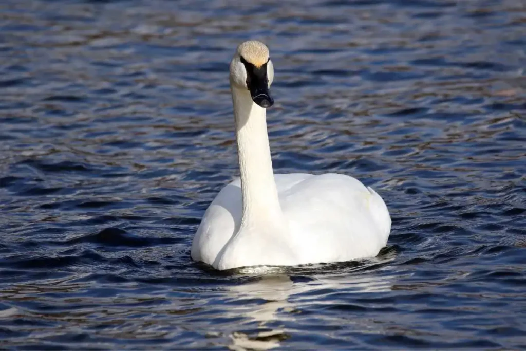 Trumpeter Swan vs Tundra Swan: Key Differences and How to Identify Them