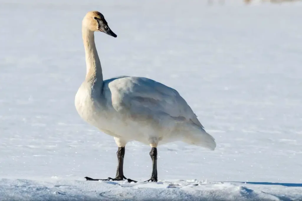 Trumpeter Swan vs Tundra Swan: Key Differences and How to Identify Them