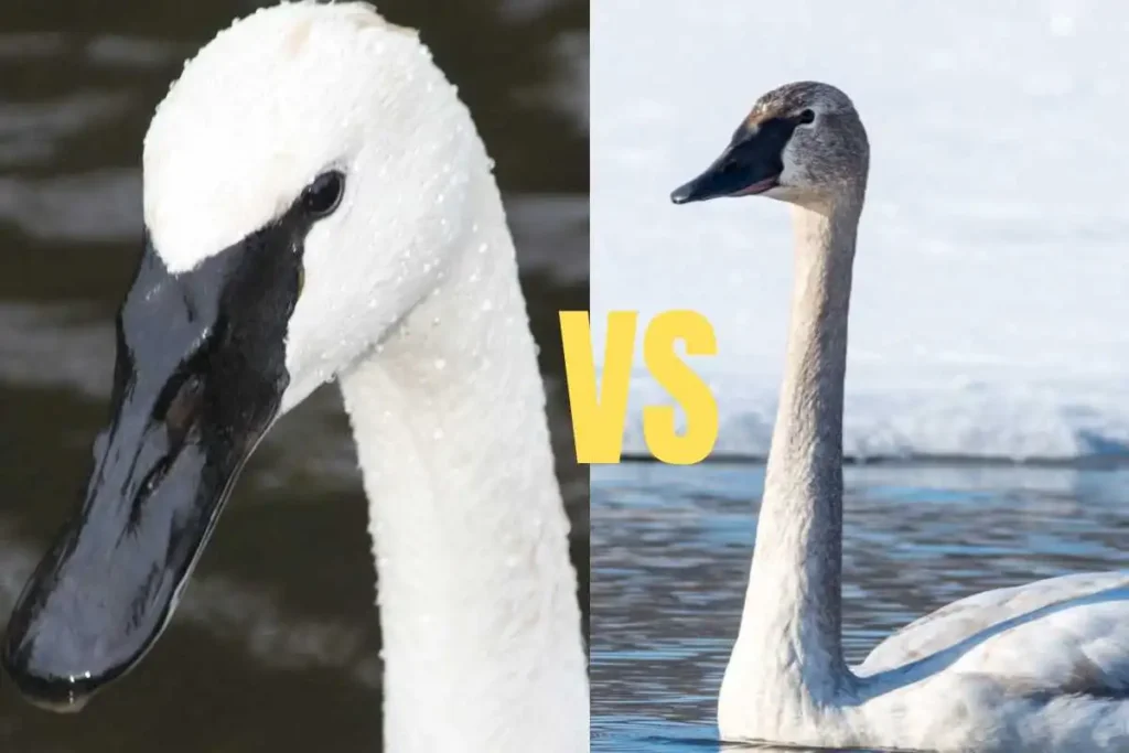 Trumpeter Swan vs Tundra Swan: Key Differences and How to Identify Them