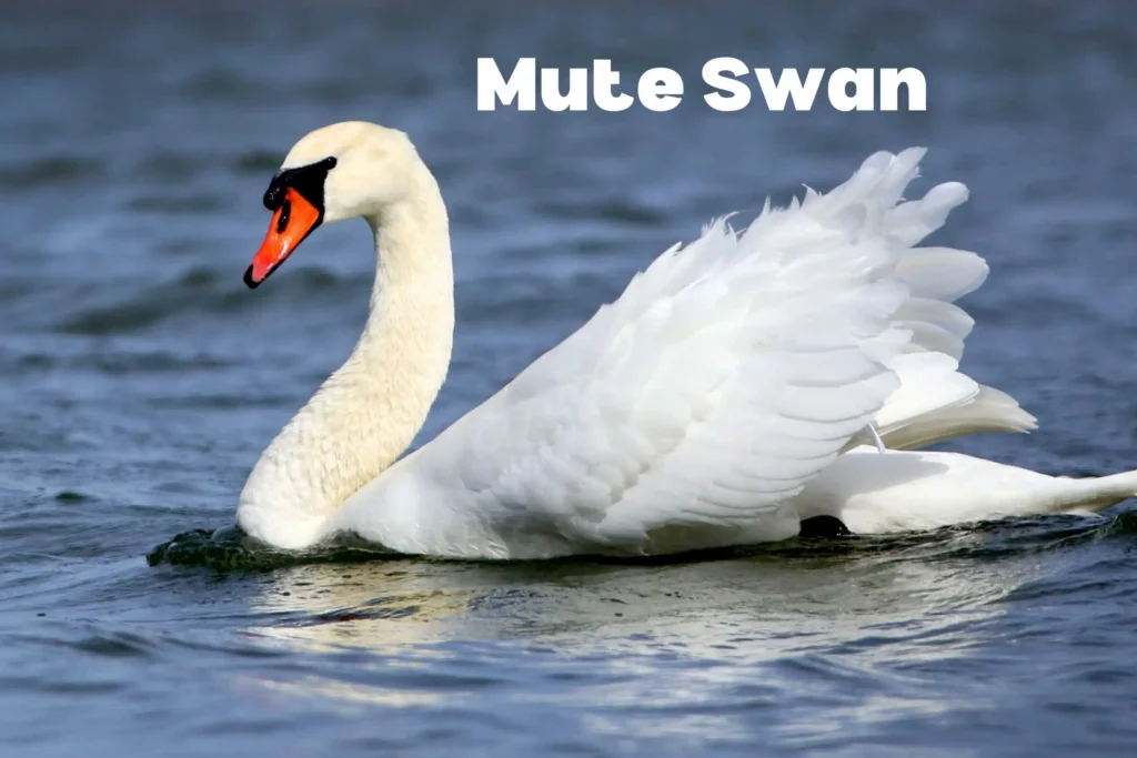 Swan Breeds Around the World