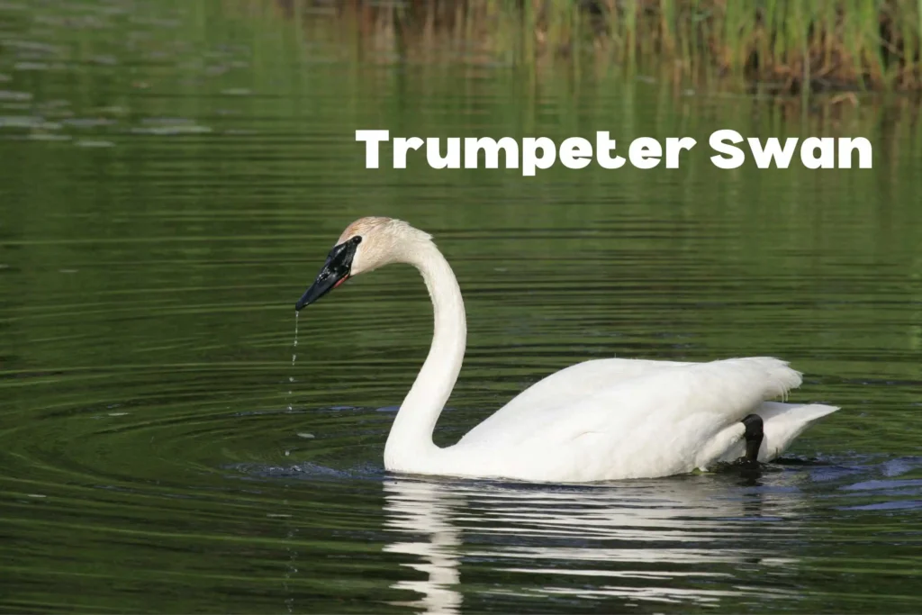 Swan Breeds Around the World