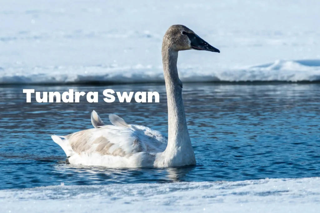 Swan Breeds Around the World