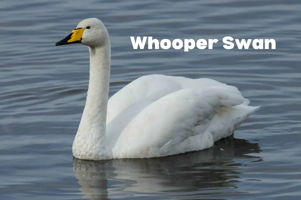 Swan Breeds Around the World