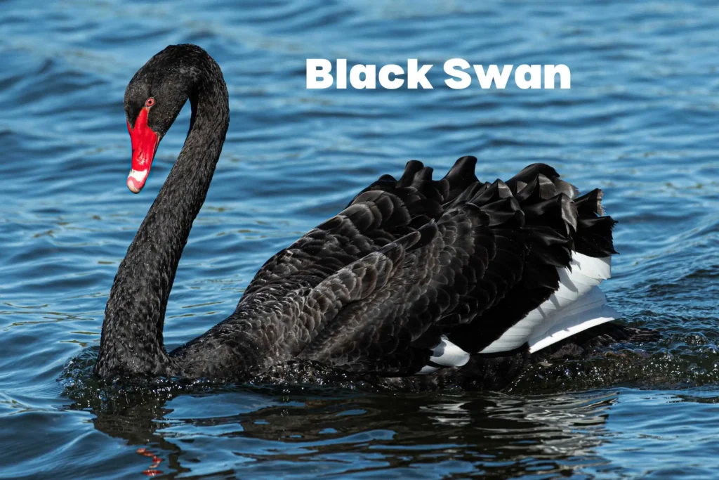 Swan Breeds Around the World