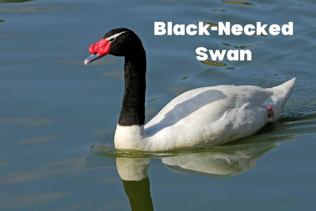 Swan Breeds Around the World