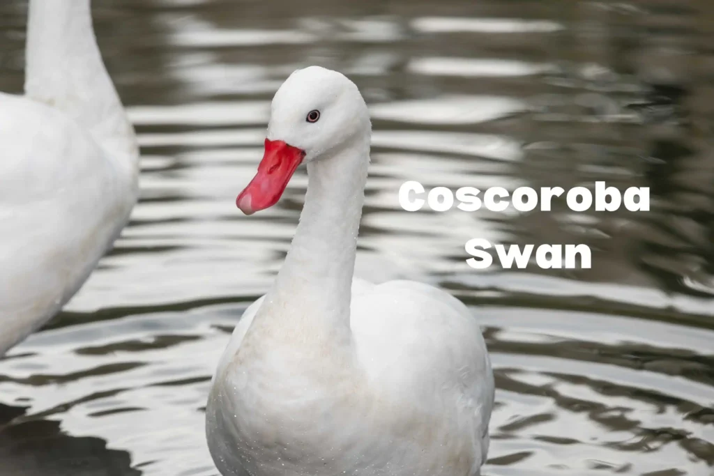 Swan Breeds Around the World