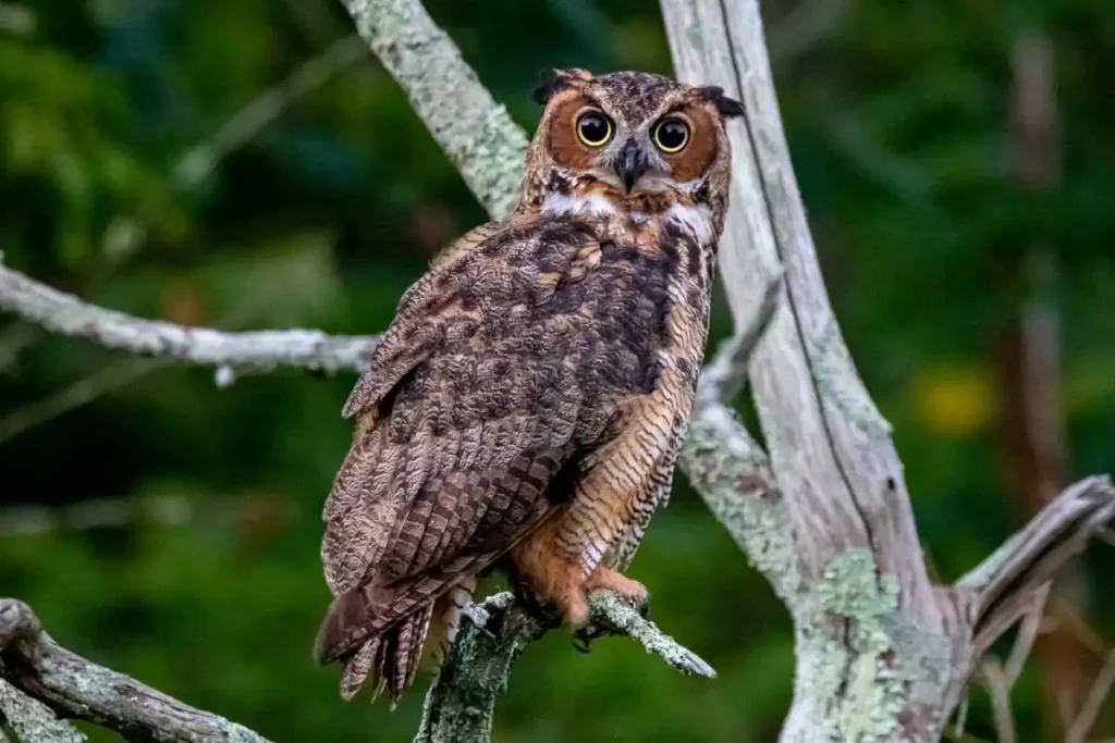 Protecting Great Horned Owls: Conservation Measures