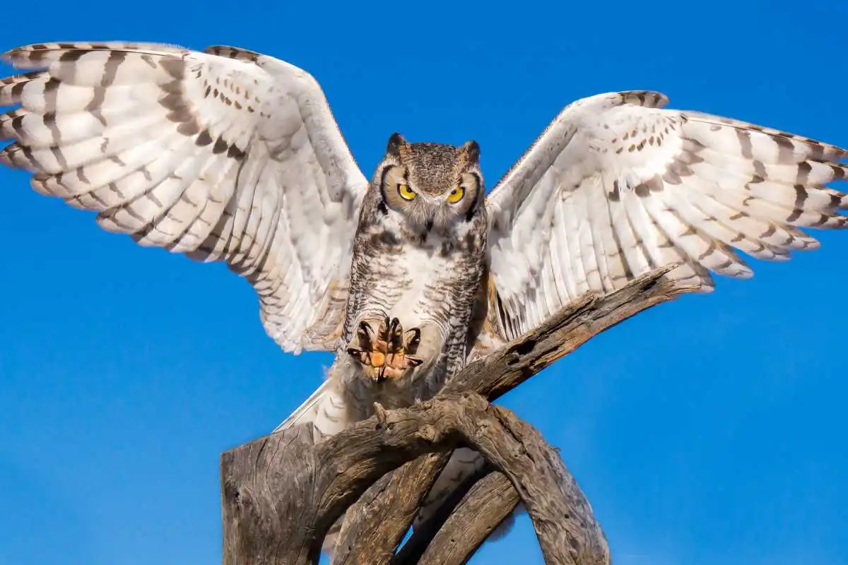 Protecting Great Horned Owls: Conservation Measures