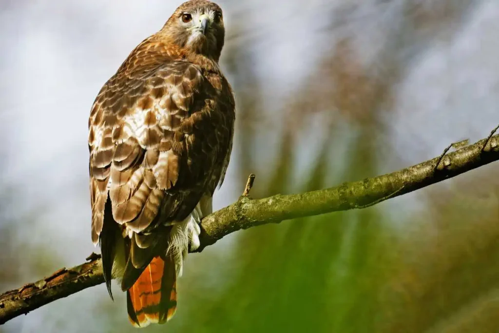 Red-Tailed Hawk Conservation: How to Get Involved