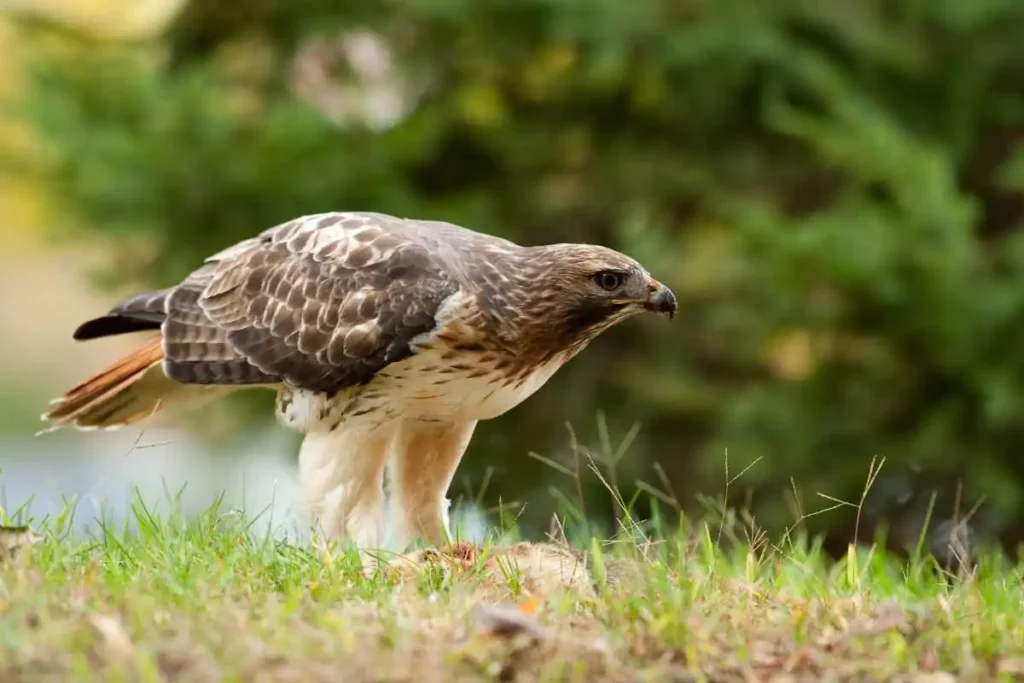 Red-Tailed Hawk Conservation: How to Get Involved