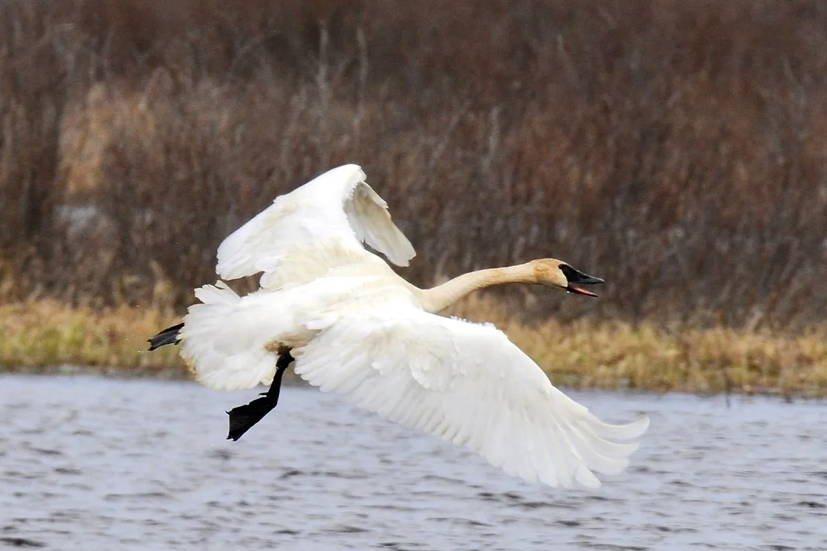 Swans : Icon of Grace and Timeless Beauty