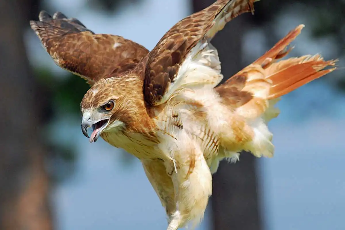 Red-Tailed Hawk Conservation: How to Get Involved