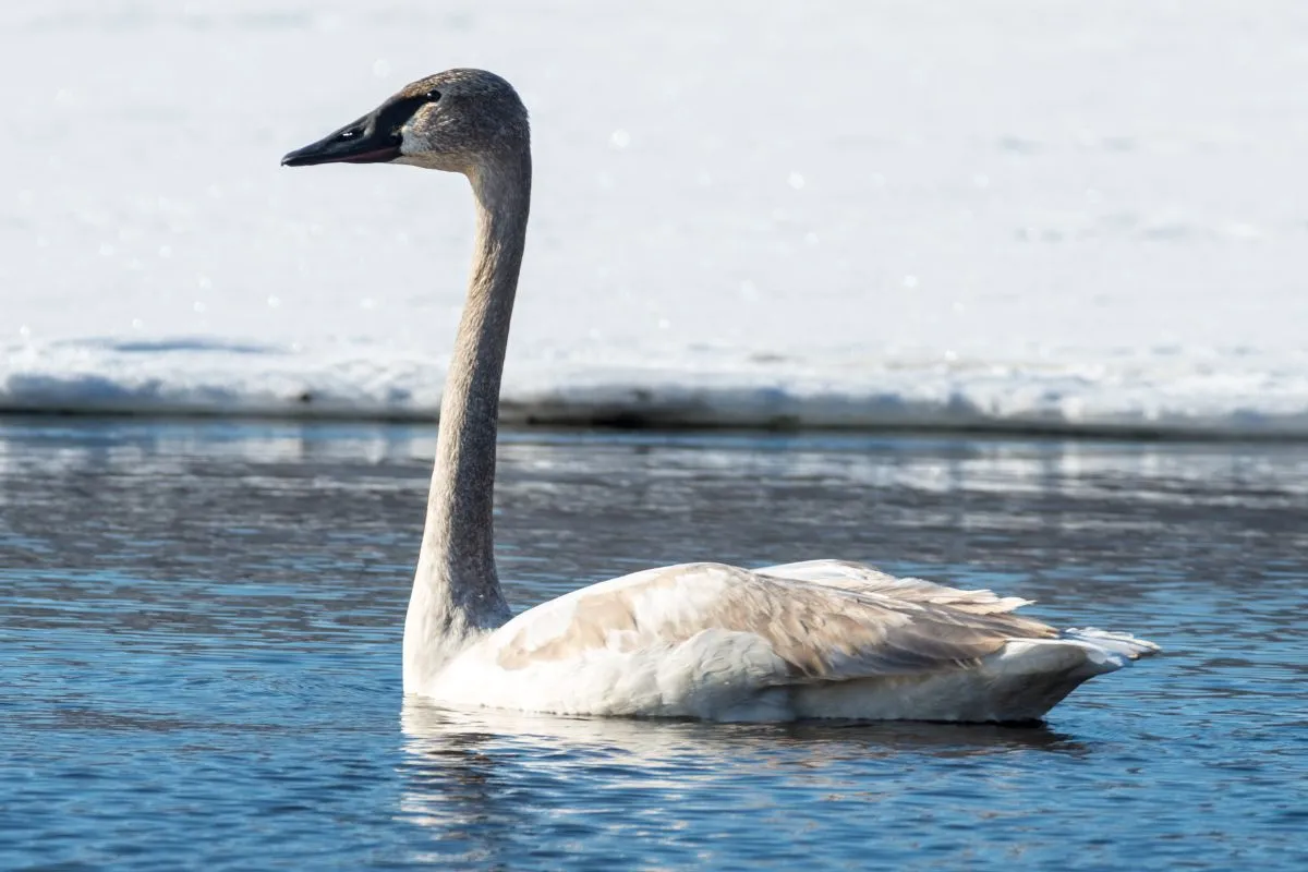 The Swan: An Icon of Grace and Timeless Beauty