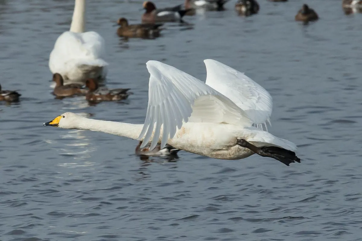 How Long Do Swans Live? Discover Swan Lifespan