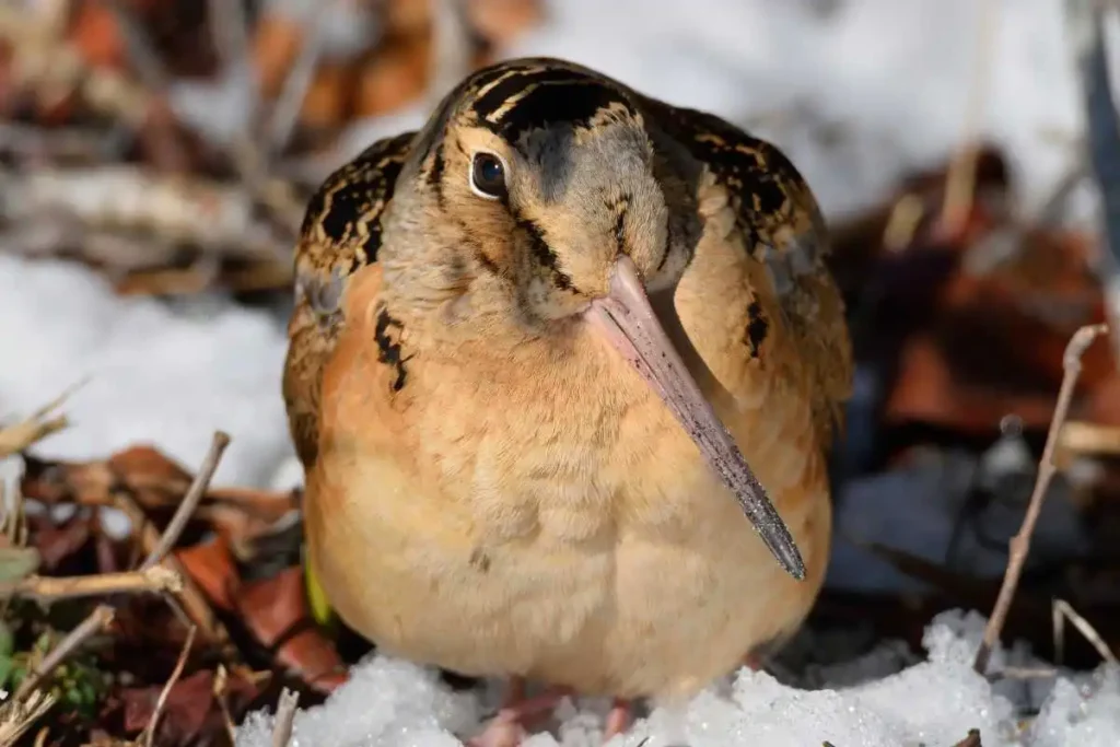 Saving the American Woodcock