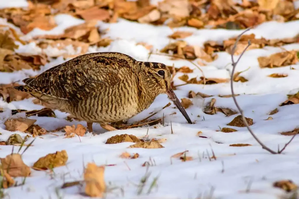 Saving the American Woodcock