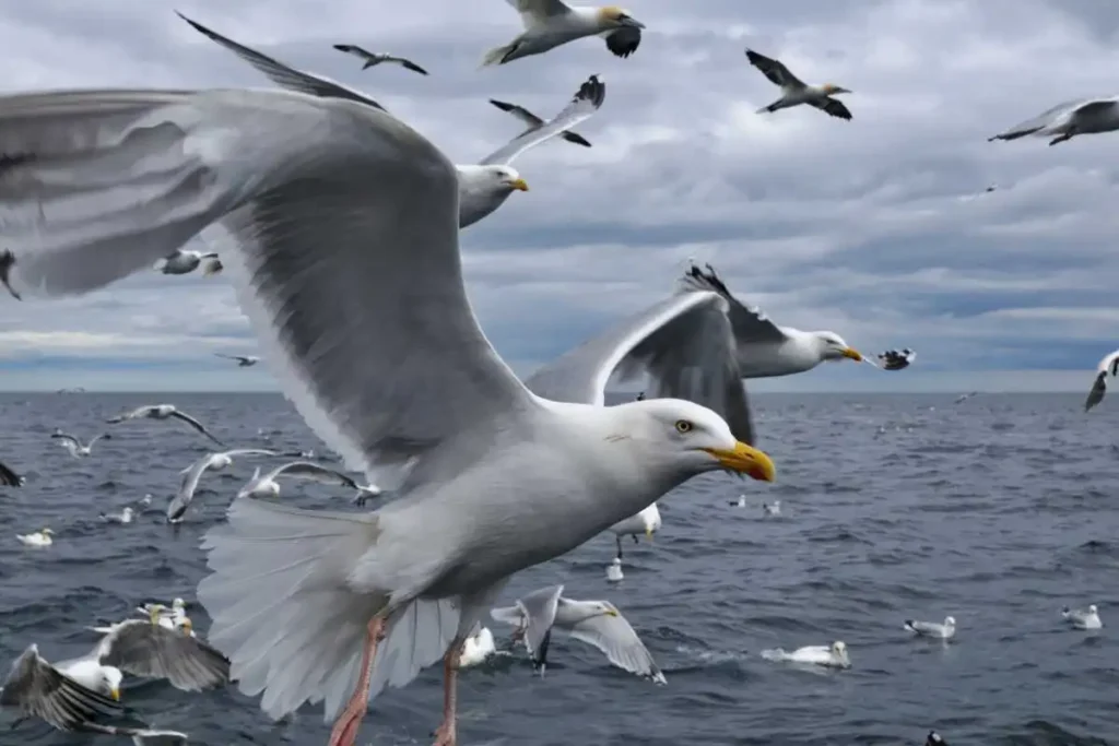 Argentatus Herring Gull: A Closer Look at This European Seabird